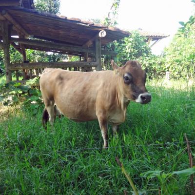 Vache-ML2