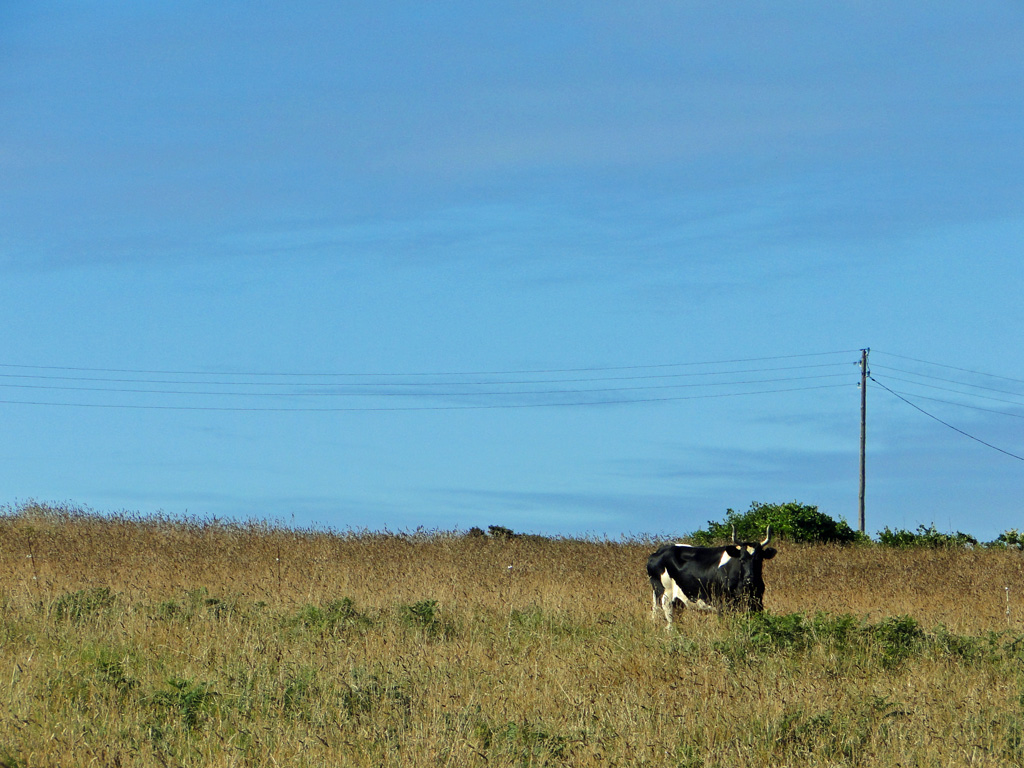 vache-Ouessant2