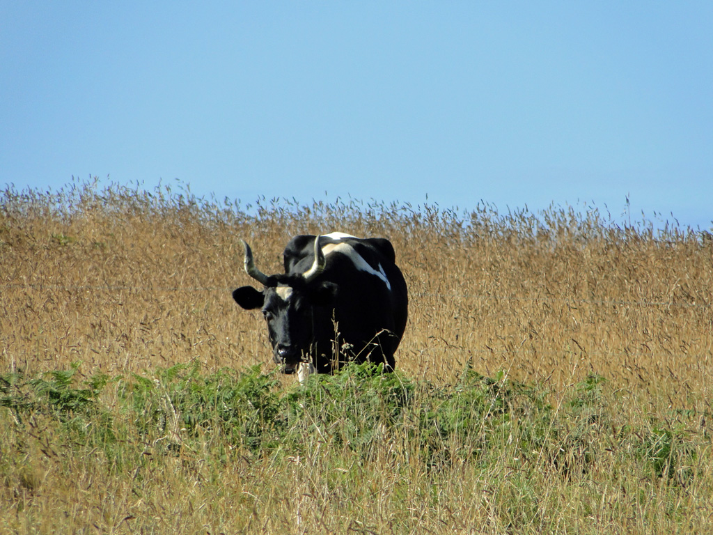 vache-Ouessant3