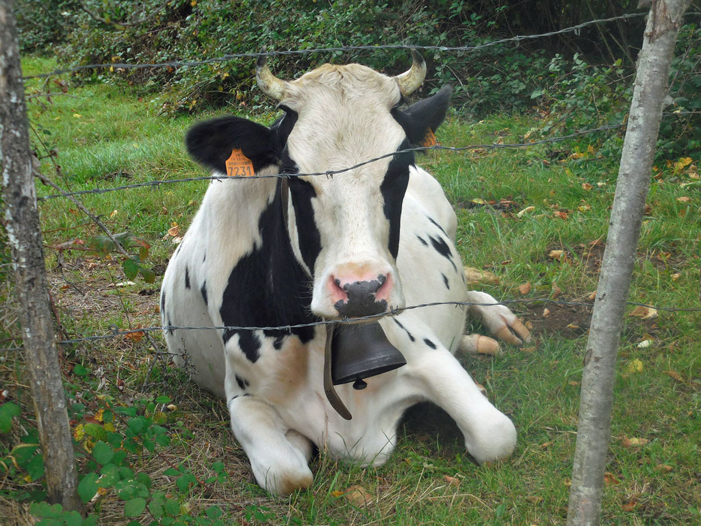 Vache