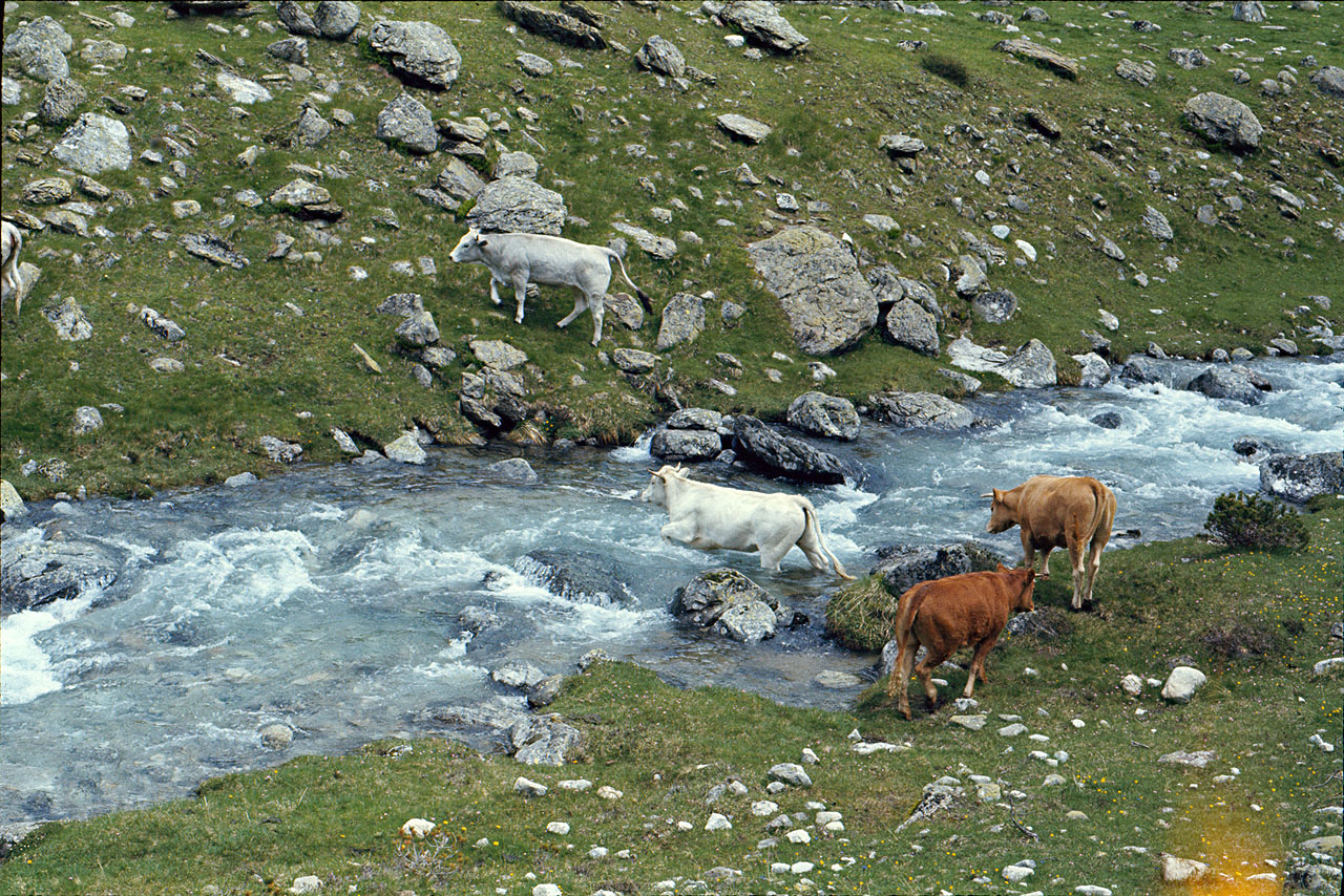 vaches au gué