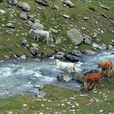 vaches au gué