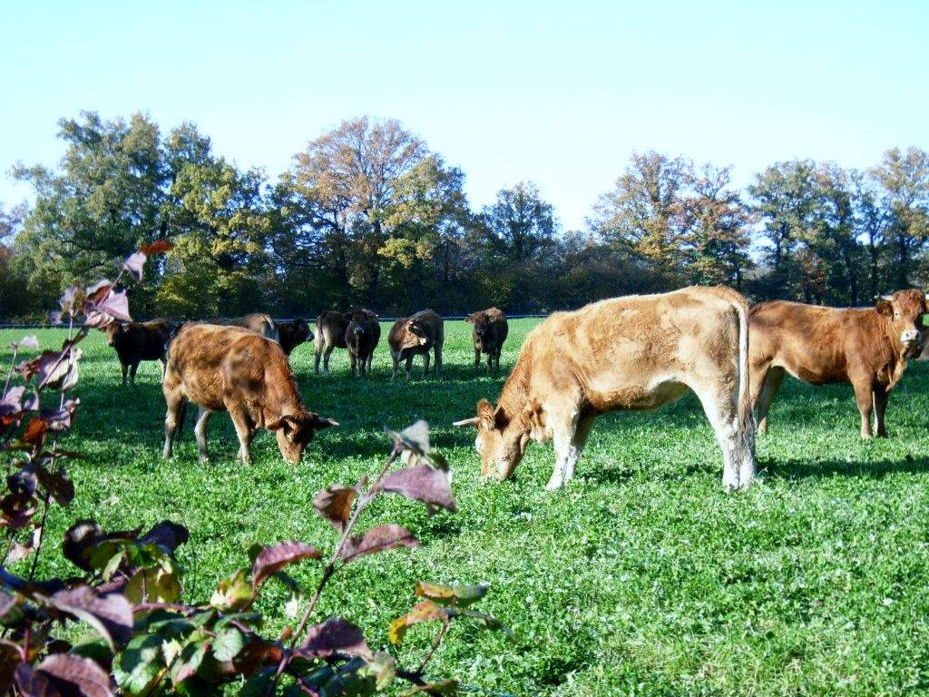 Vaches automne