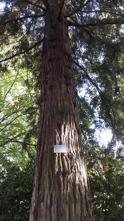 Vert-sequoia