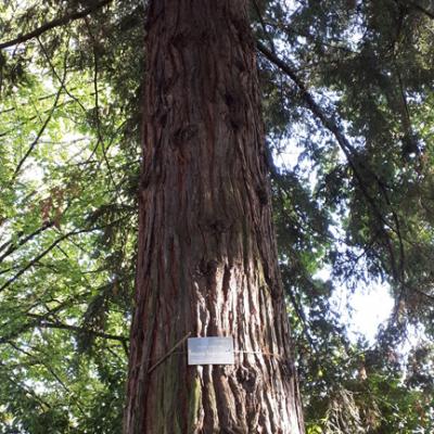 Vert-sequoia