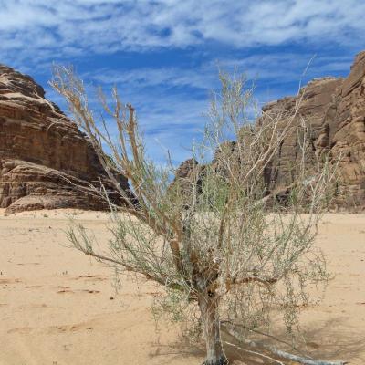 Wadi rum1