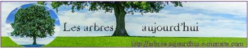 Aujourd'hui, les arbres