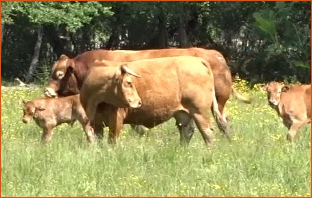 Capture video vaches