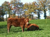 Limousin5mini 1