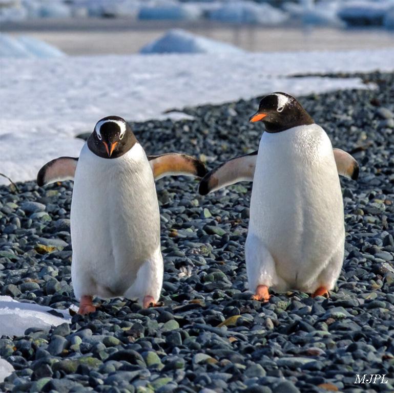 Pingouins argentine