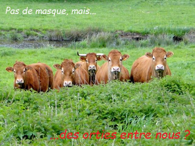 Vaches